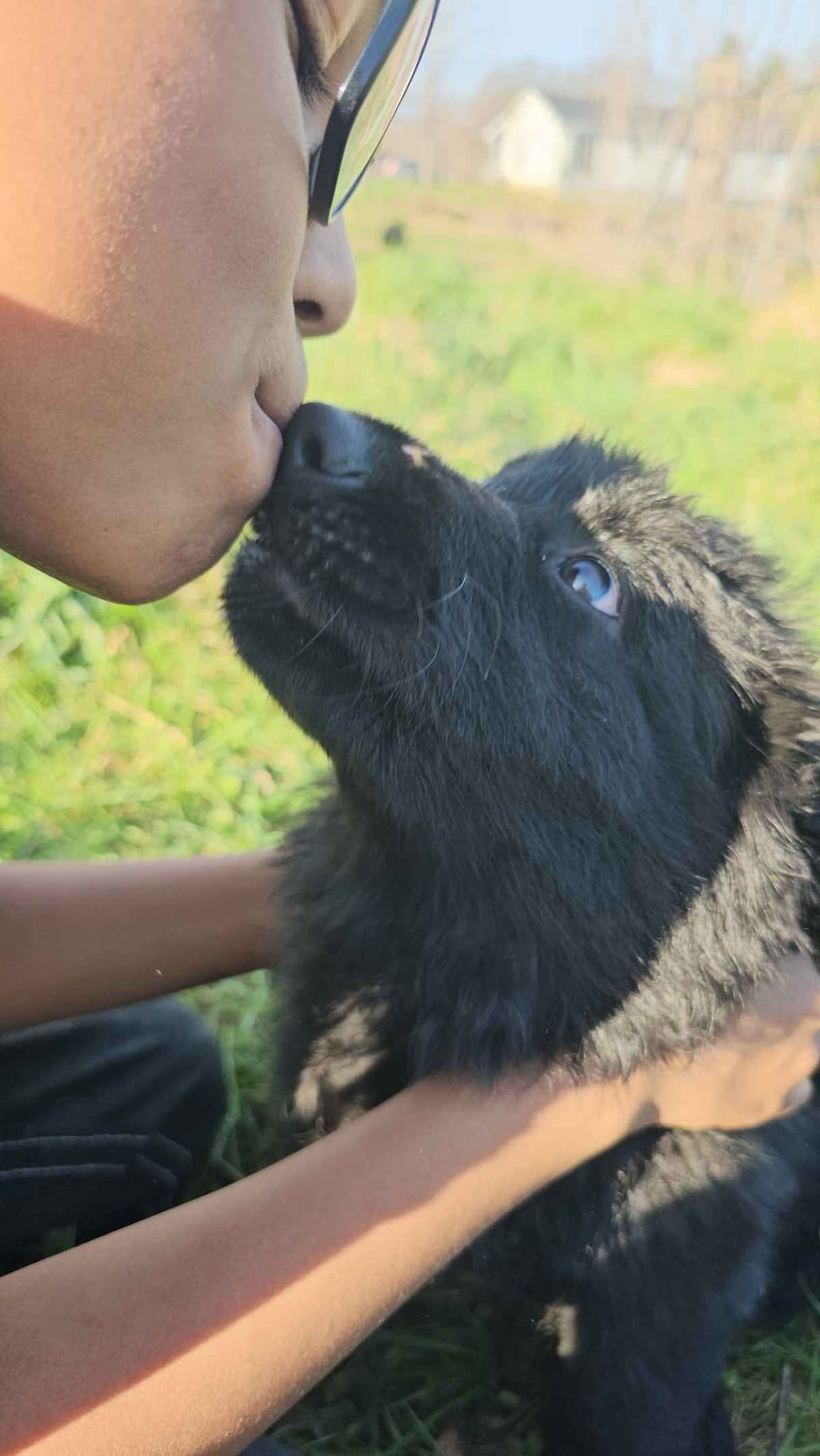 German Shepherd Dog Puppies breeder image 2