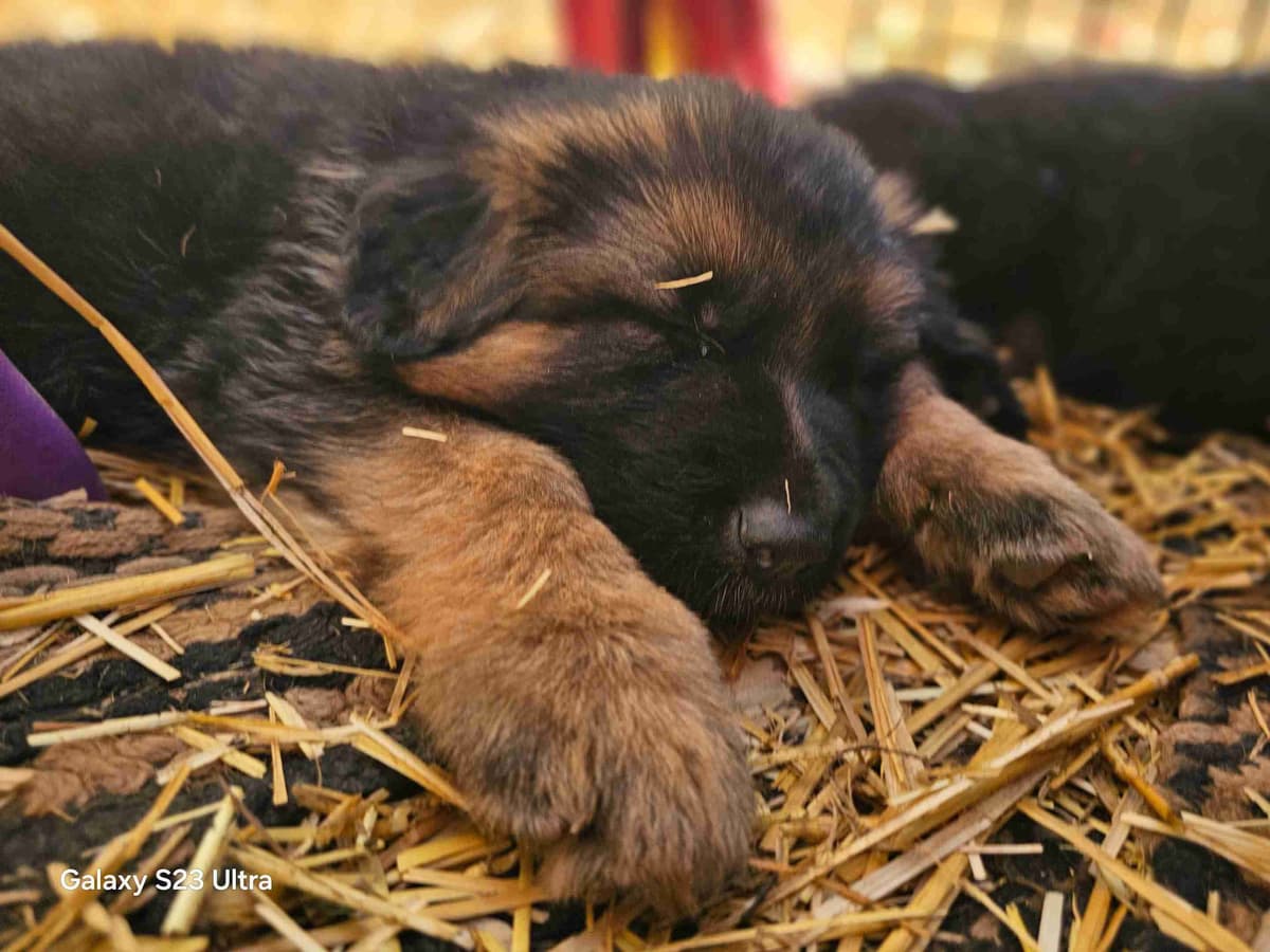 German Shepherd Dog Puppies breeder image 3