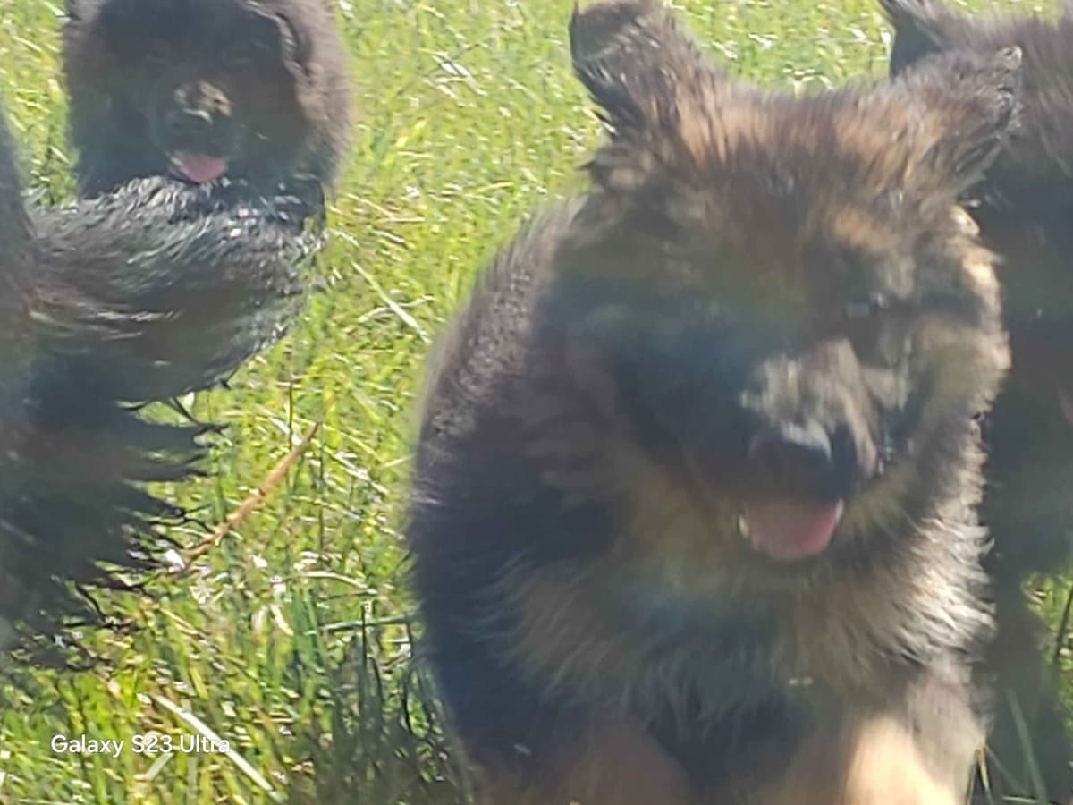 German Shepherd Dog Puppies breeder image 4