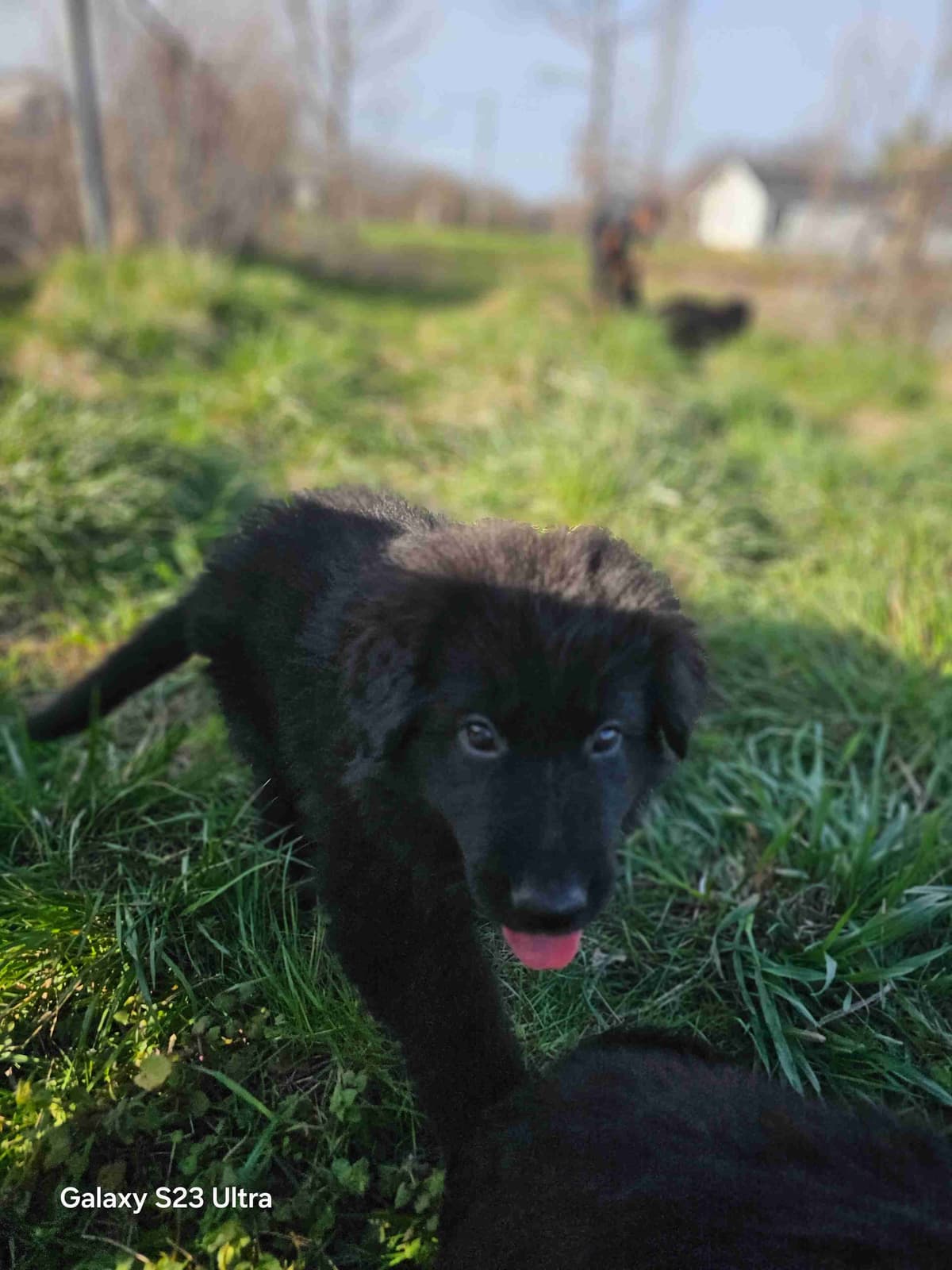 German Shepherd Dog Puppies breeder image 5