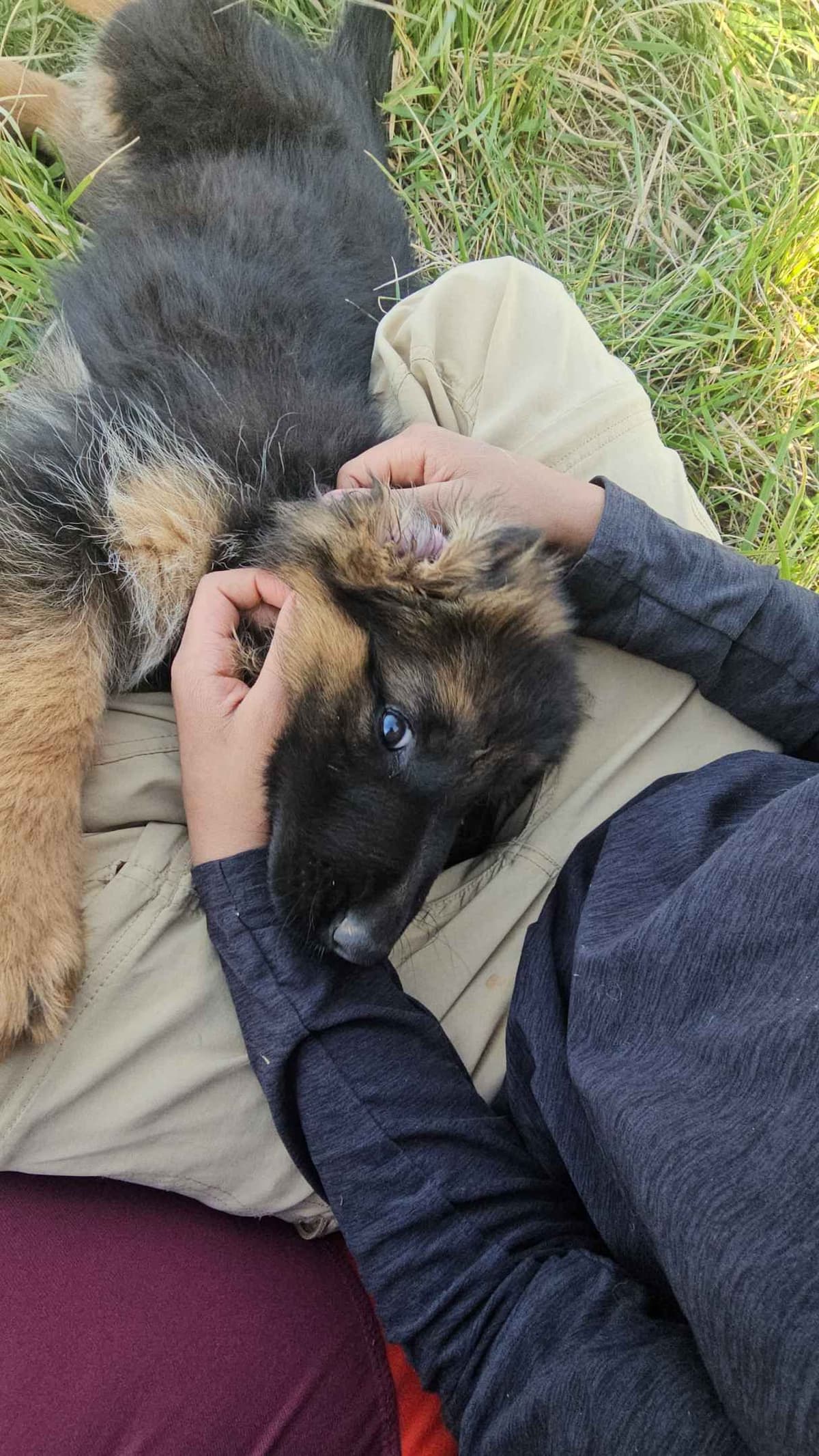 German Shepherd Dog Puppies breeder image 6