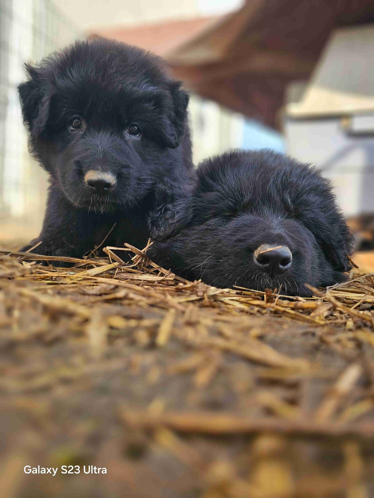 German Shepherd Dog Puppies breeder image 7