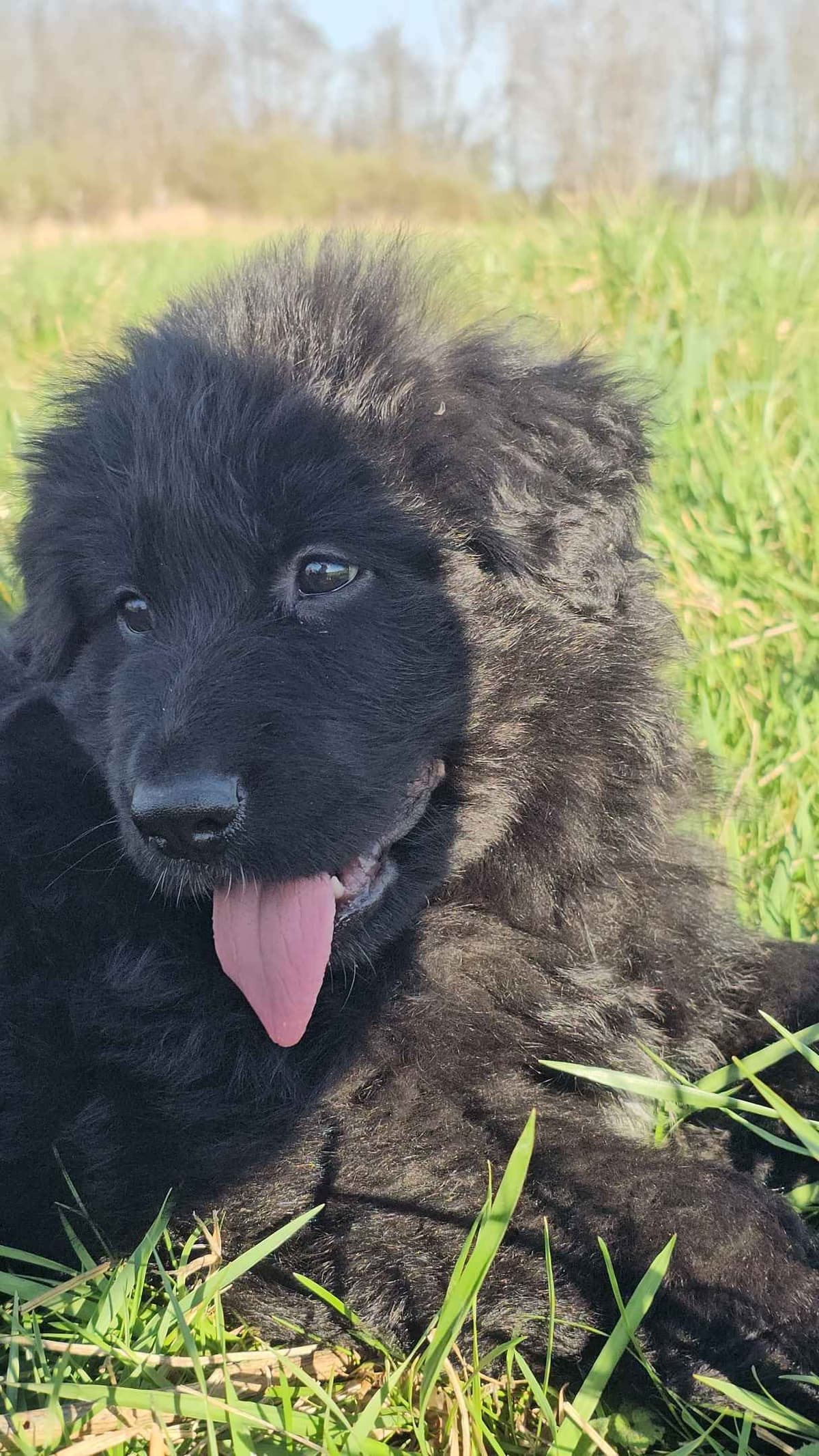 German Shepherd Dog Puppies breeder image 8
