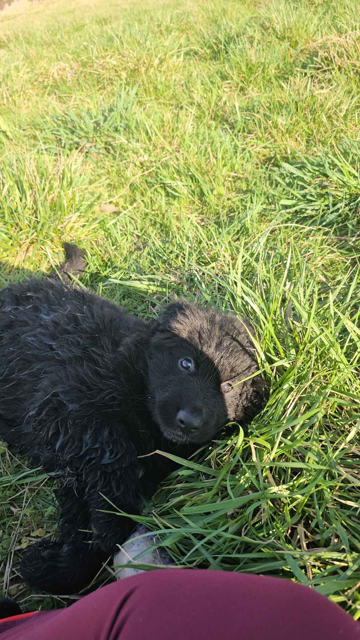 German Shepherd Dog Puppies breeder image 10