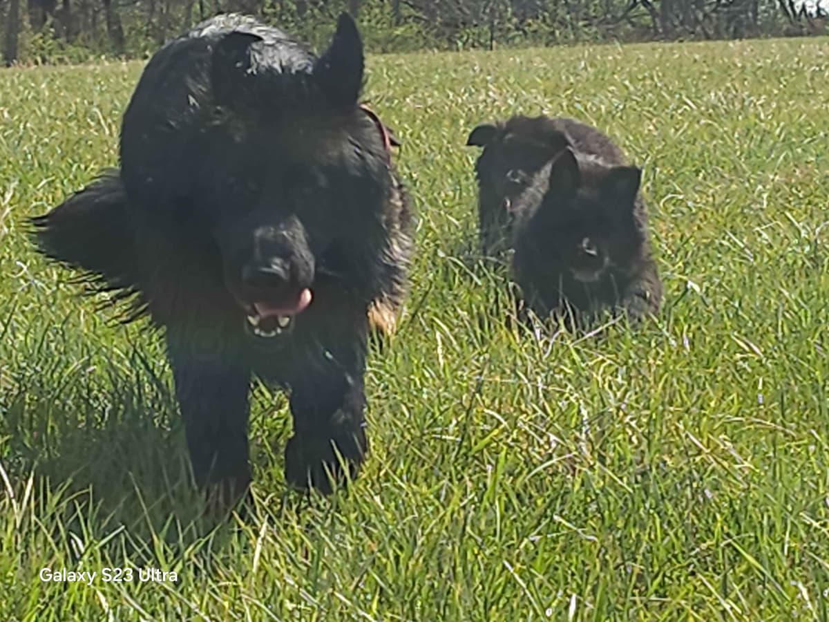 German Shepherd Dog Puppies breeder image 14