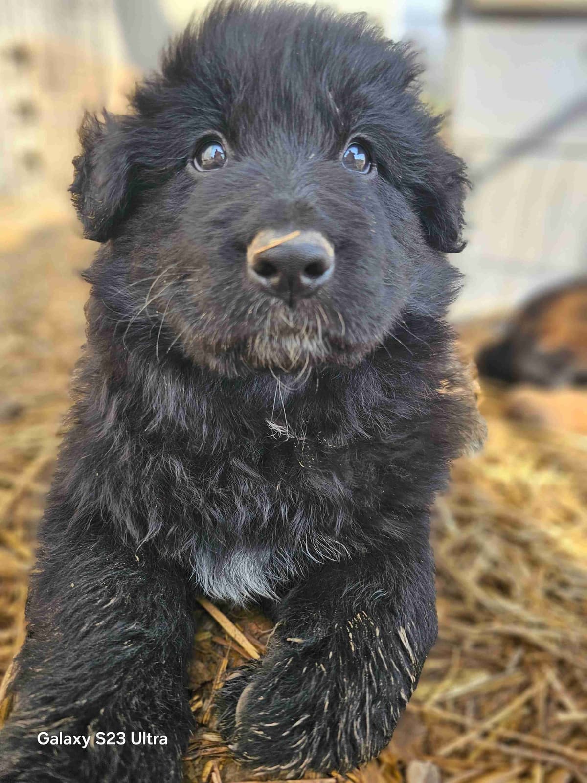 German Shepherd Dog Puppies breeder image 16