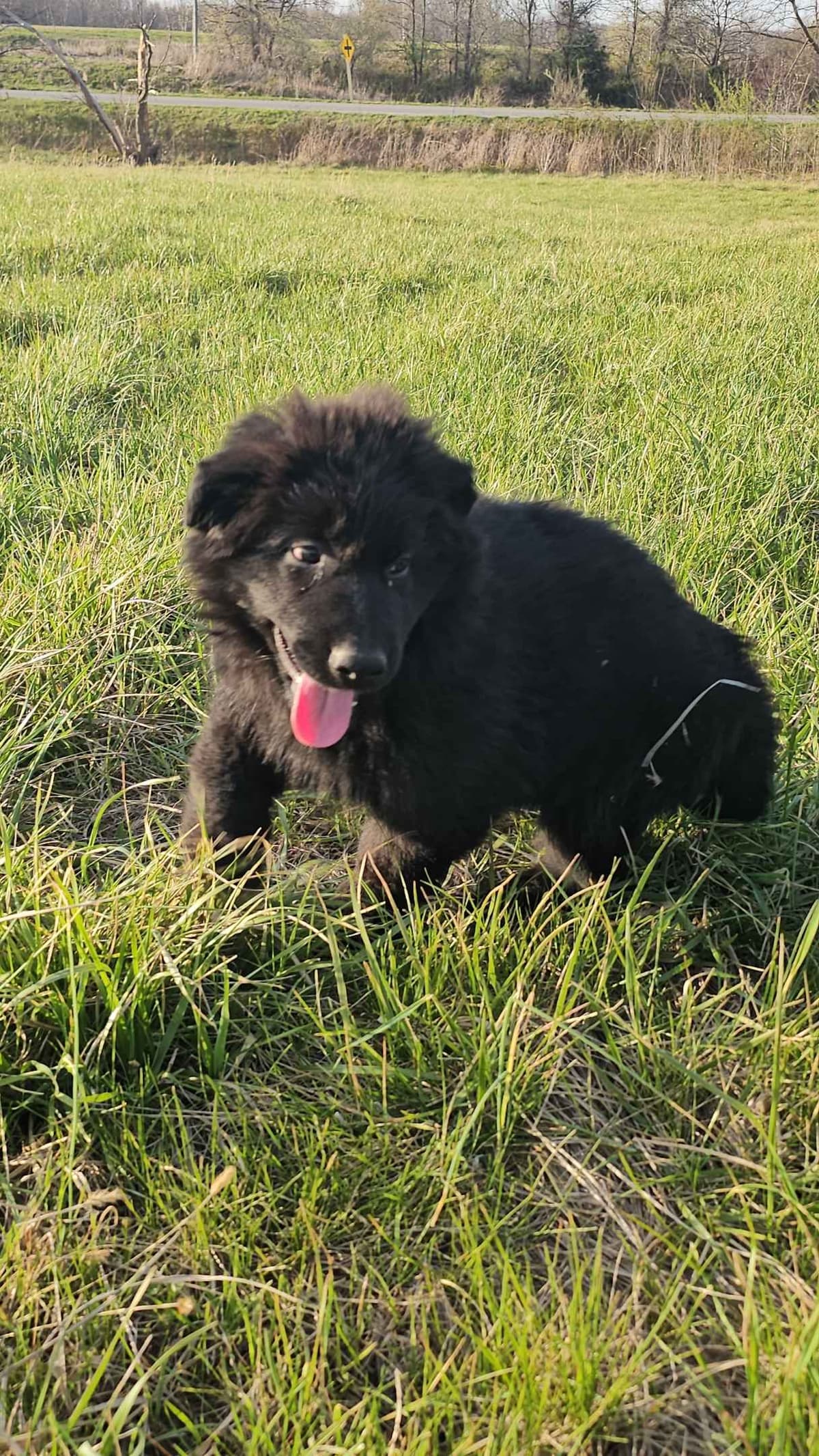 German Shepherd Dog Puppies breeder image 15