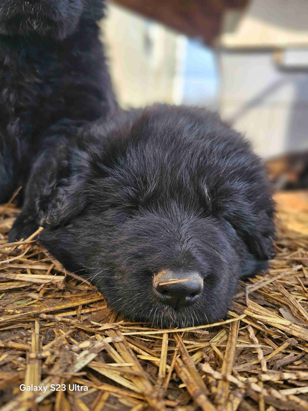 German Shepherd Dog Puppies breeder image 17