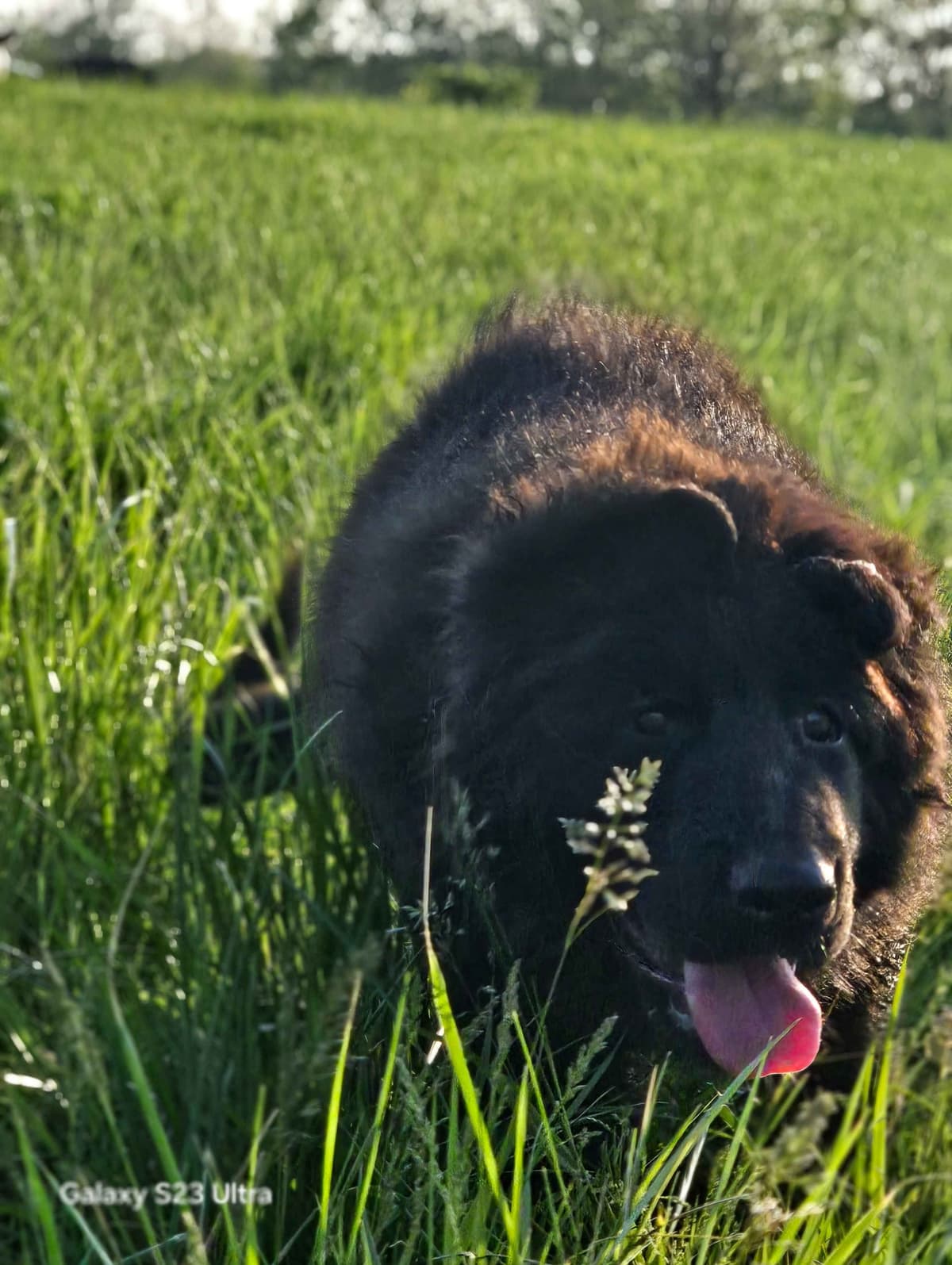 German Shepherd Dog Puppies breeder image 19