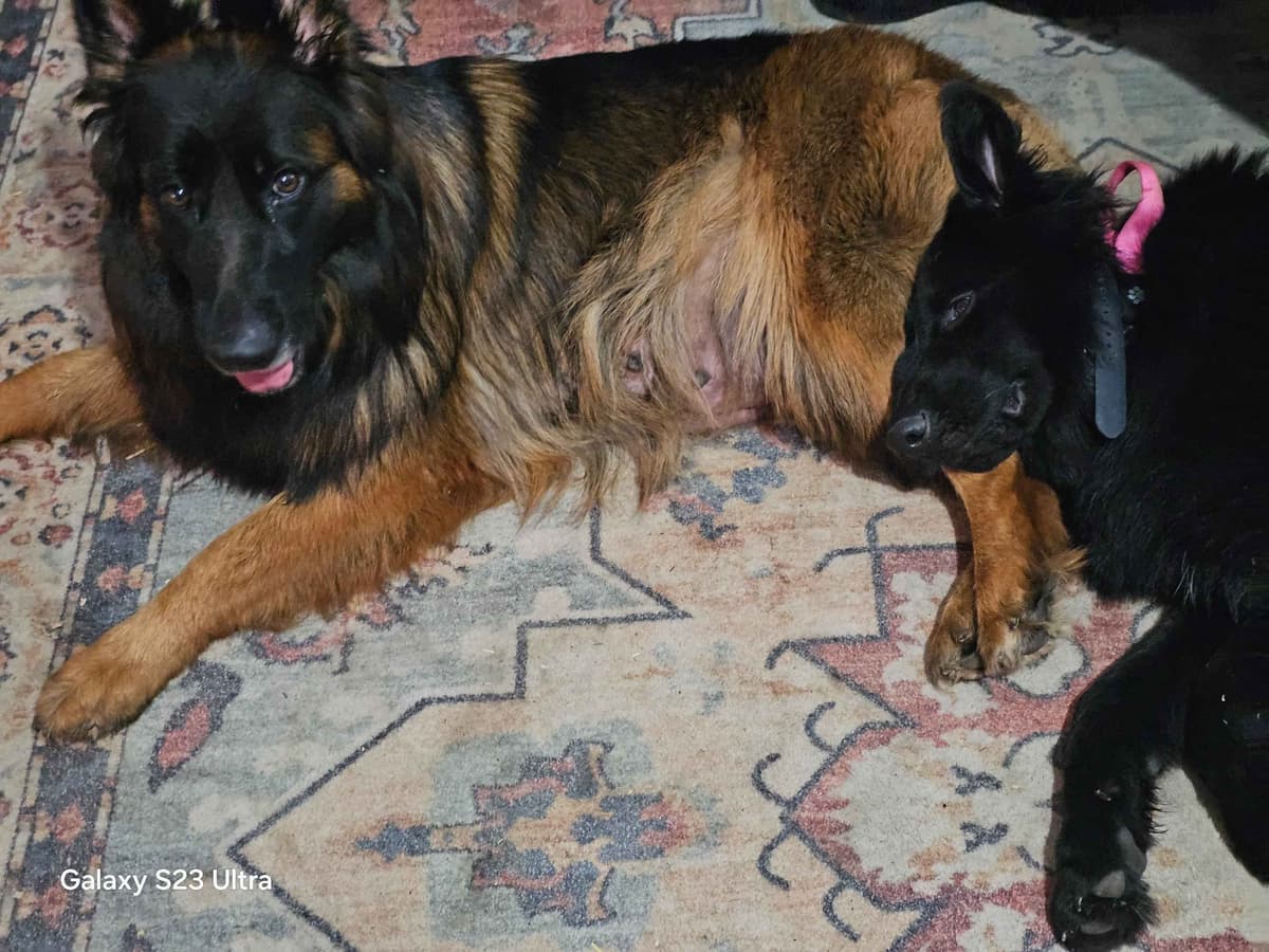 German Shepherd Dog Puppies breeder image 20