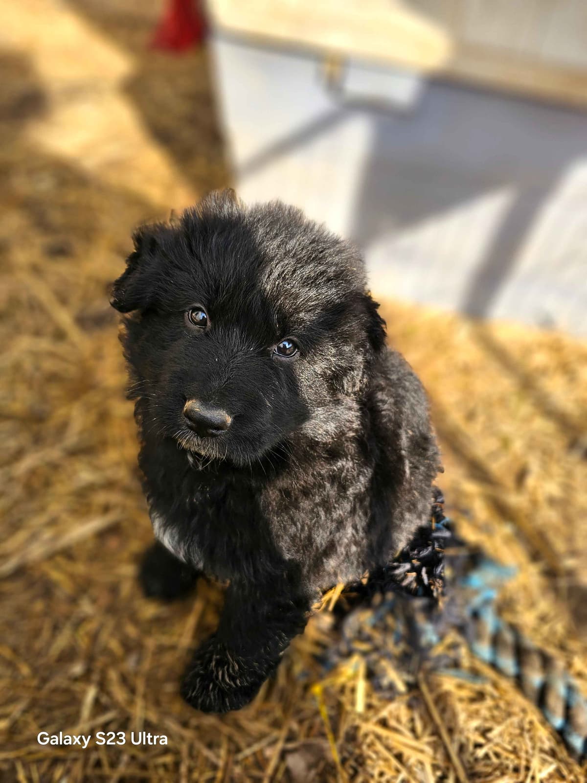 German Shepherd Dog Puppies breeder image 21