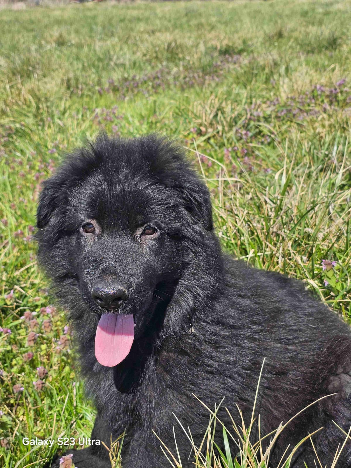 German Shepherd Dog Puppies breeder image 24