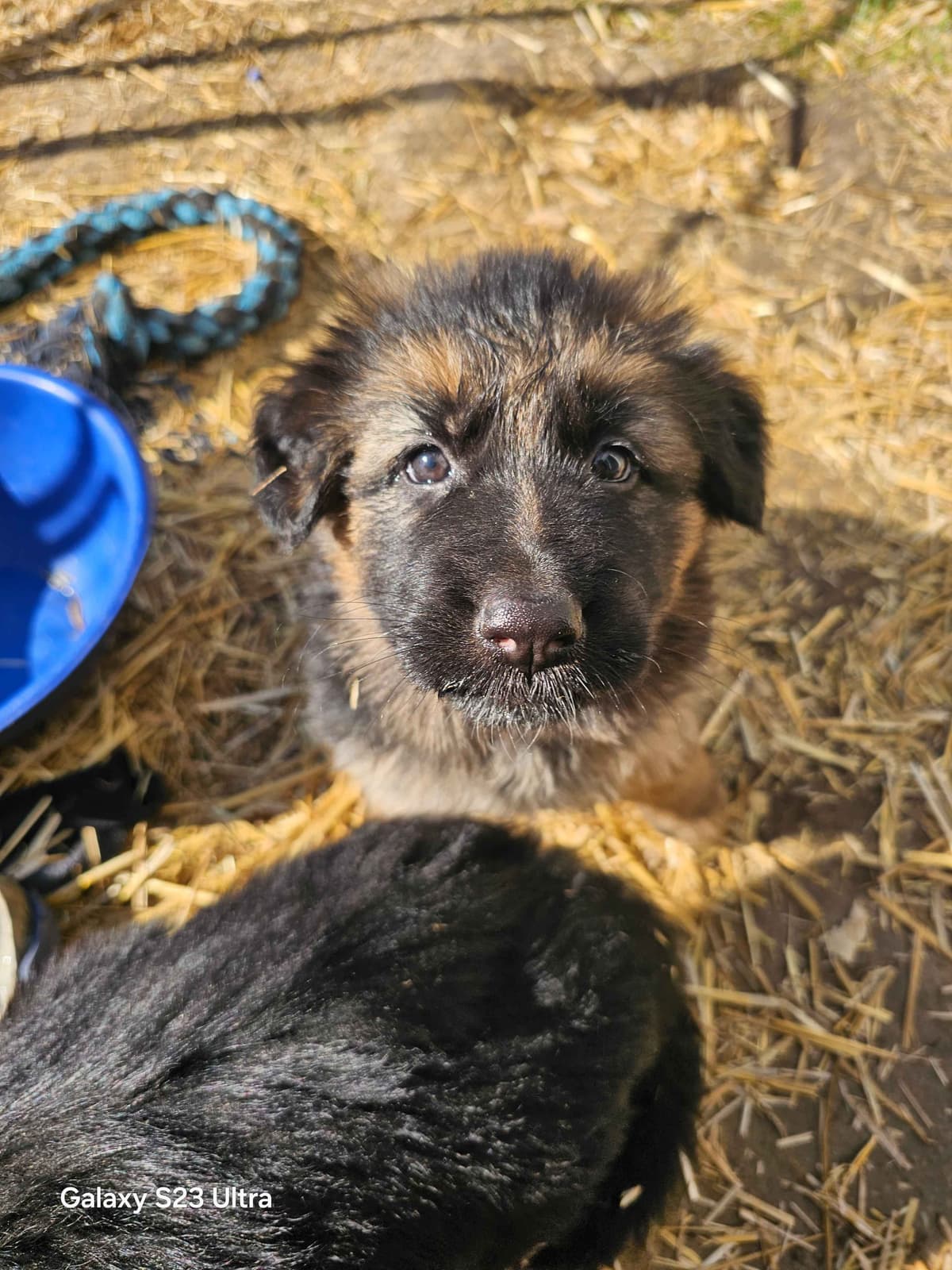 German Shepherd Dog Puppies breeder image 25