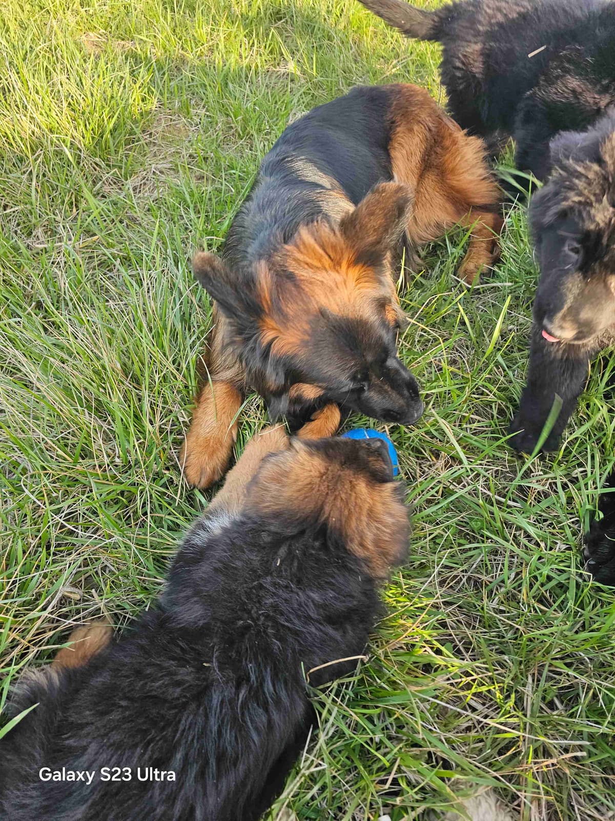 German Shepherd Dog Puppies breeder image 26