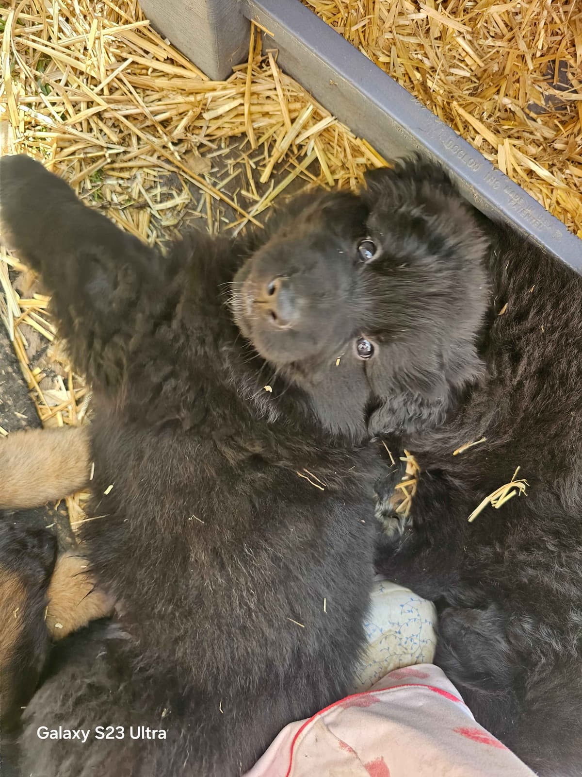German Shepherd Dog Puppies breeder image 27