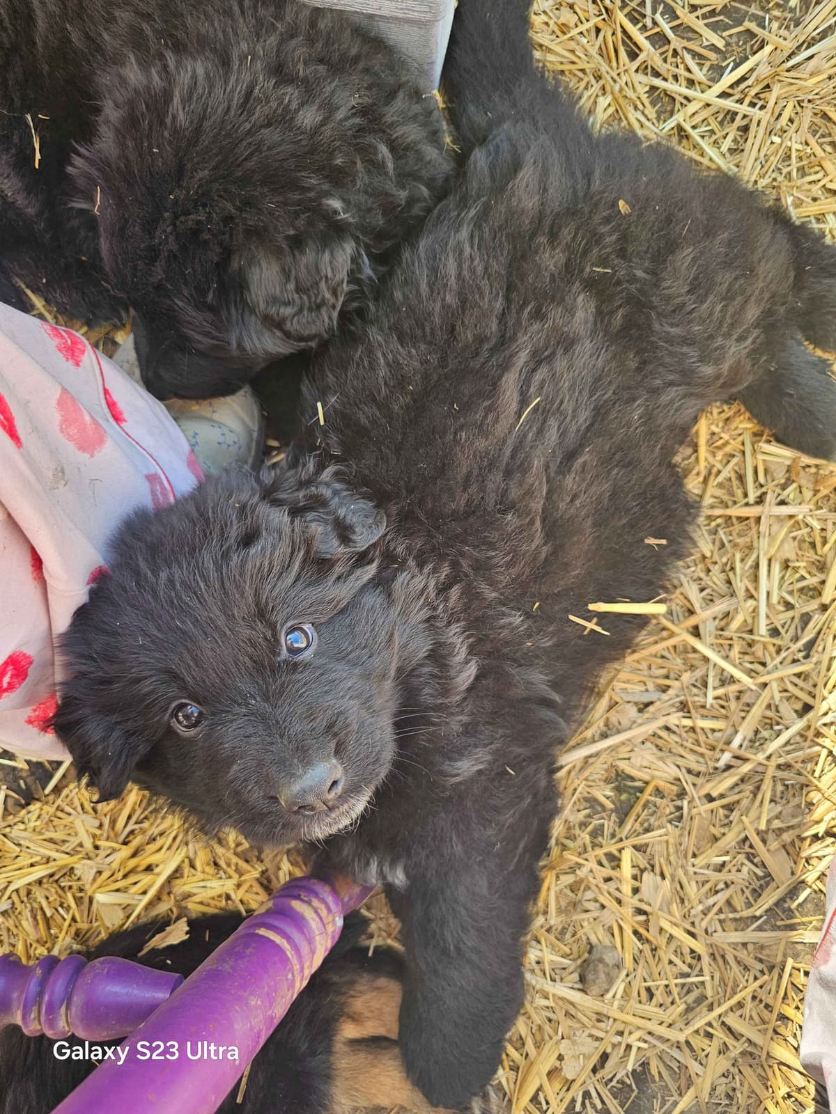 German Shepherd Dog Puppies breeder image 28