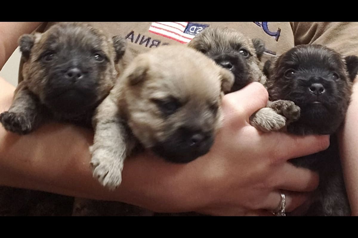 Cairn Terrier Puppies breeder image 3