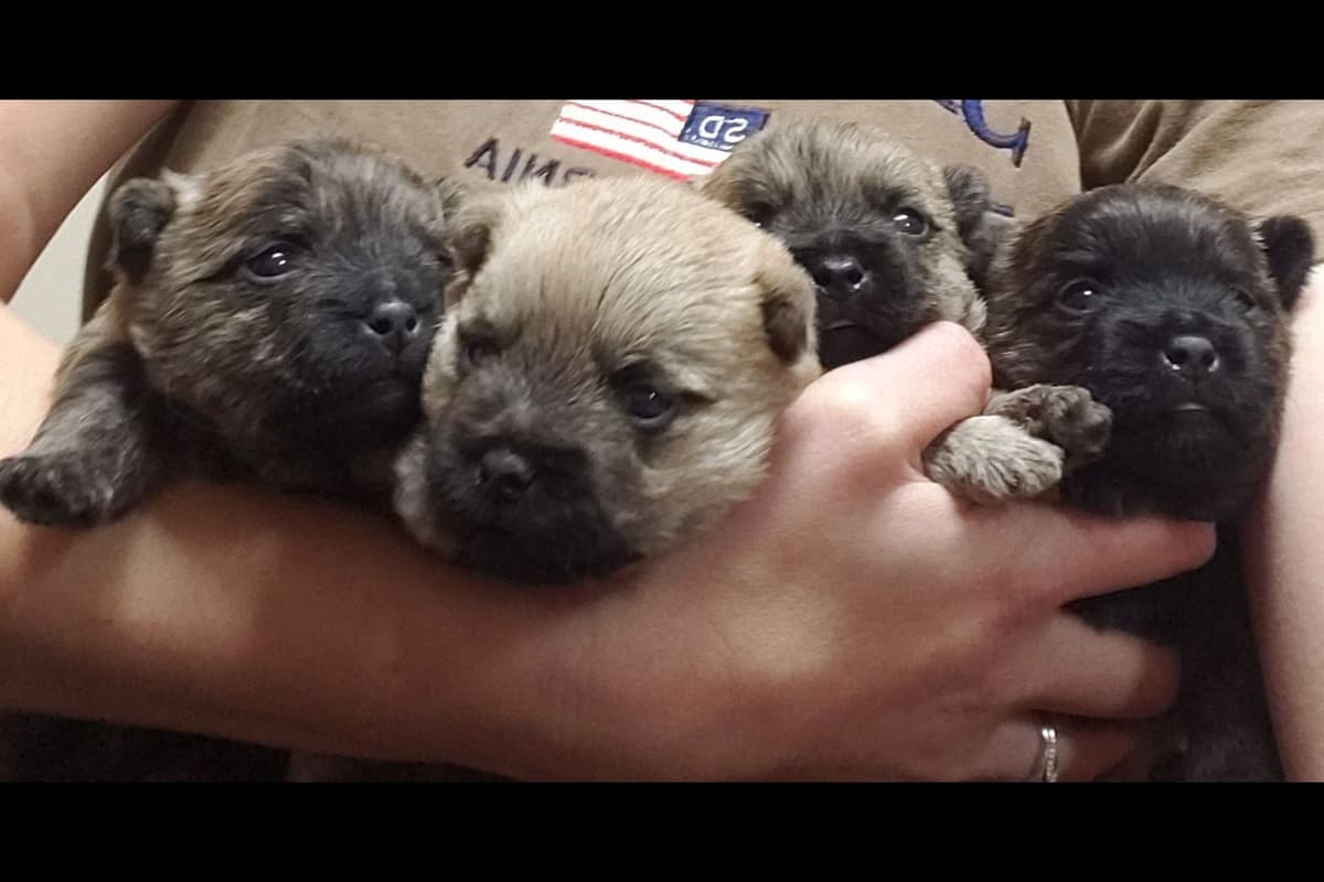 Cairn Terrier Puppies breeder image 4