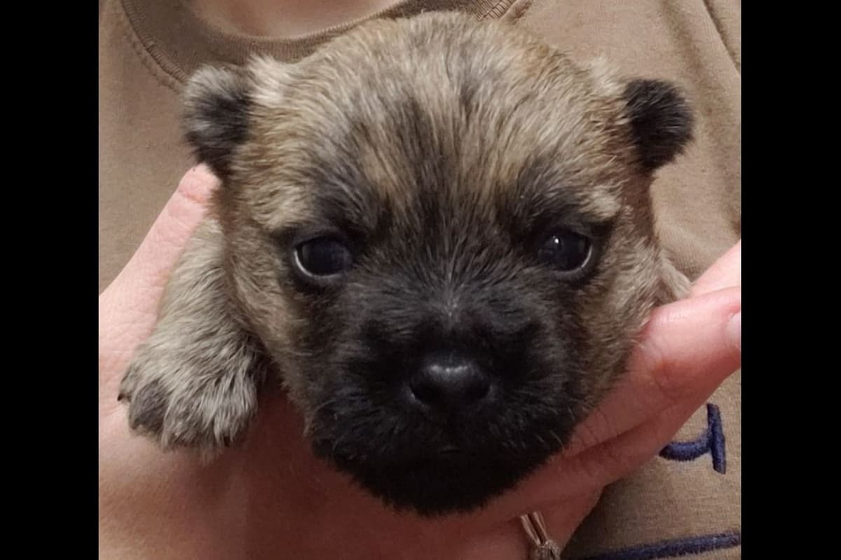 Cairn Terrier Puppies breeder image 5