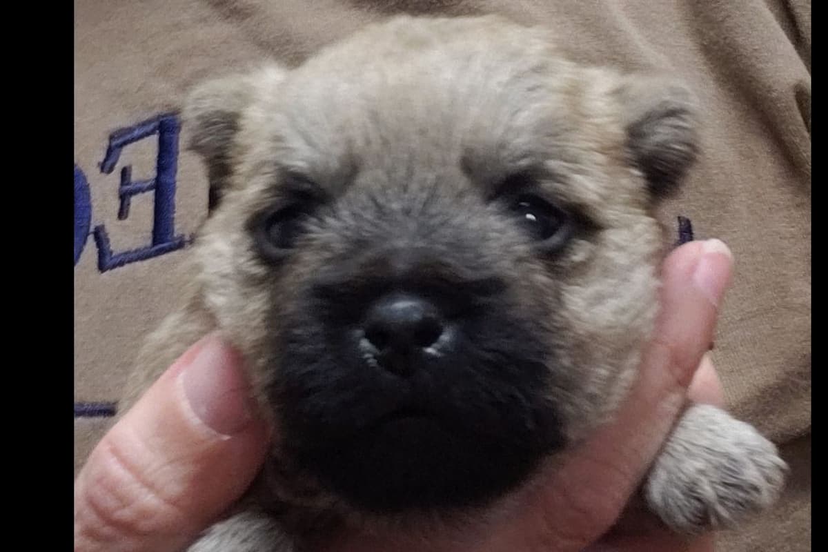 Cairn Terrier Puppies breeder image 6