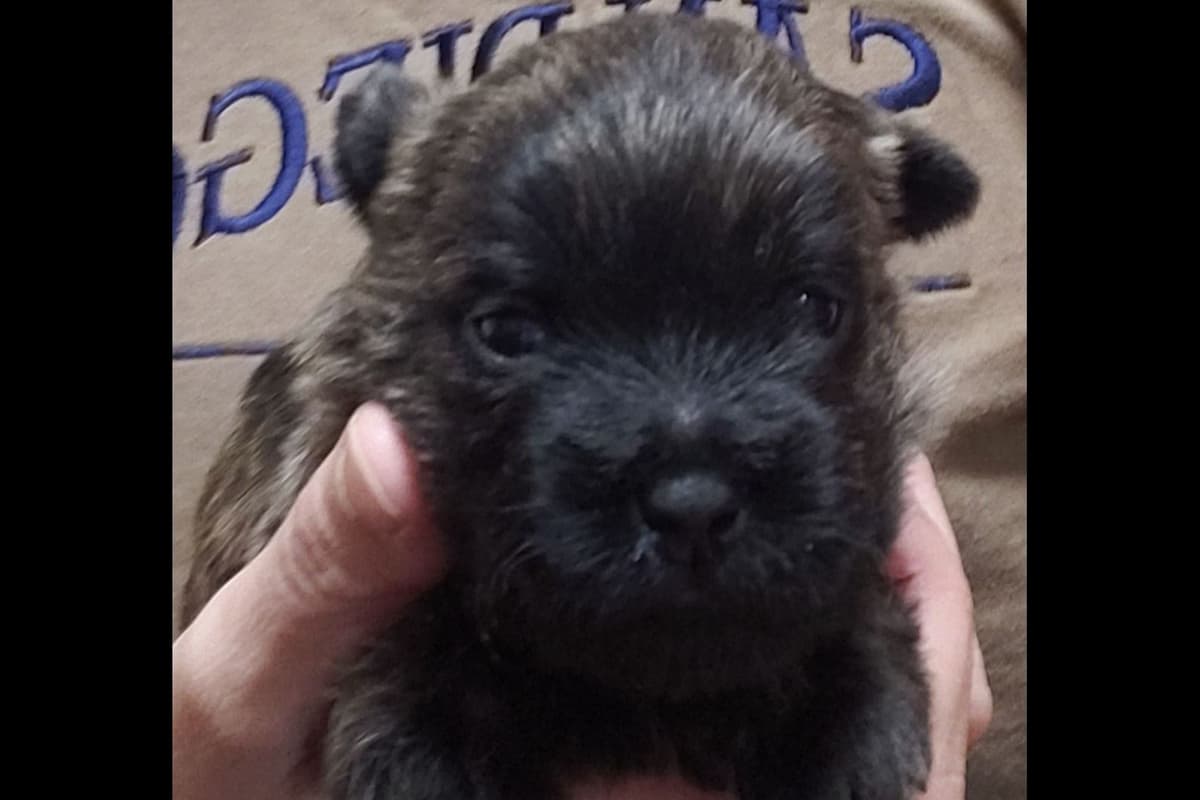 Cairn Terrier Puppies breeder image 7