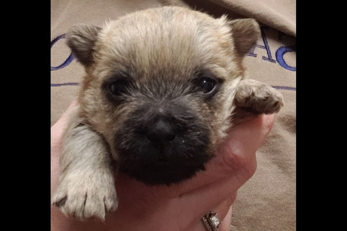 Cairn Terrier Puppies breeder image 8