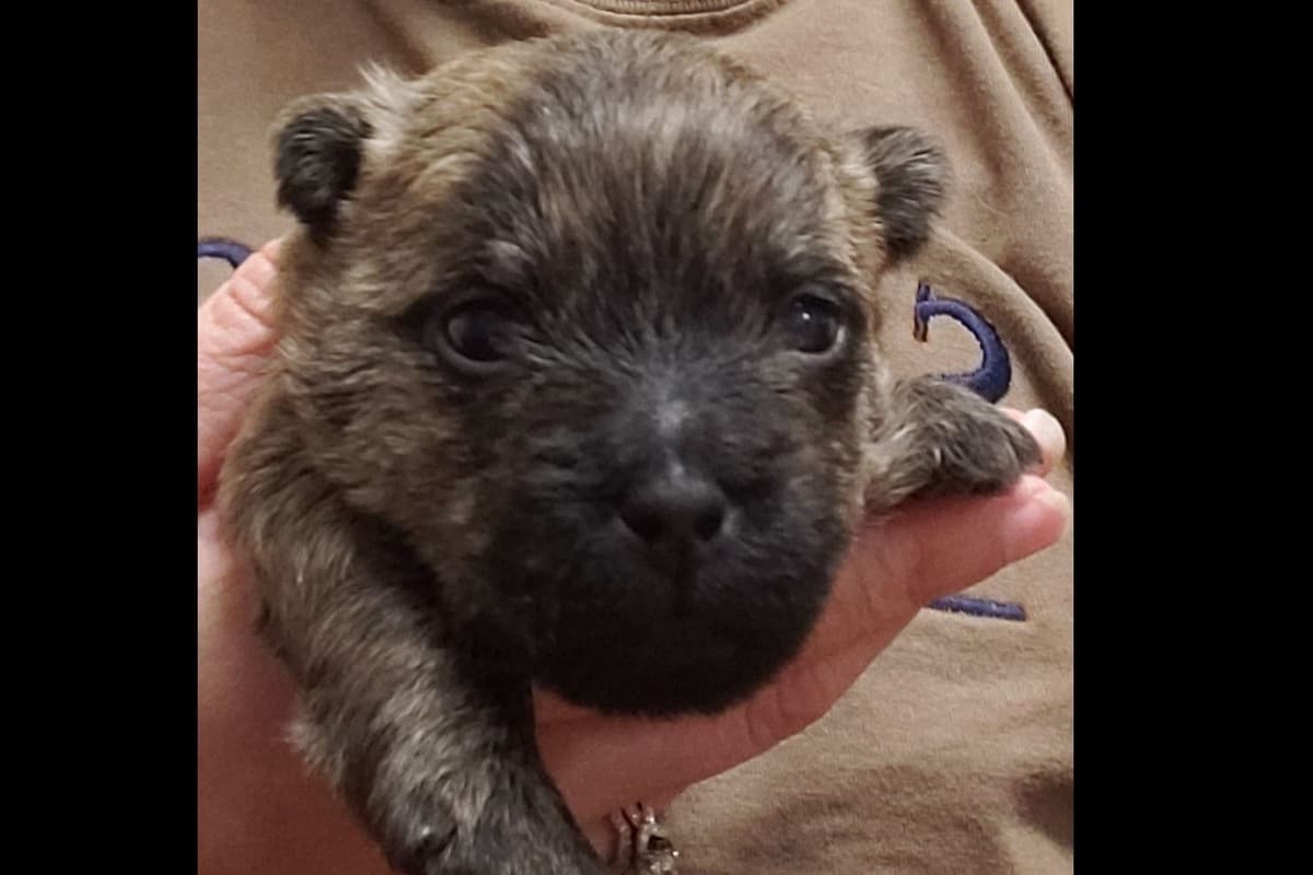 Cairn Terrier Puppies breeder image 9