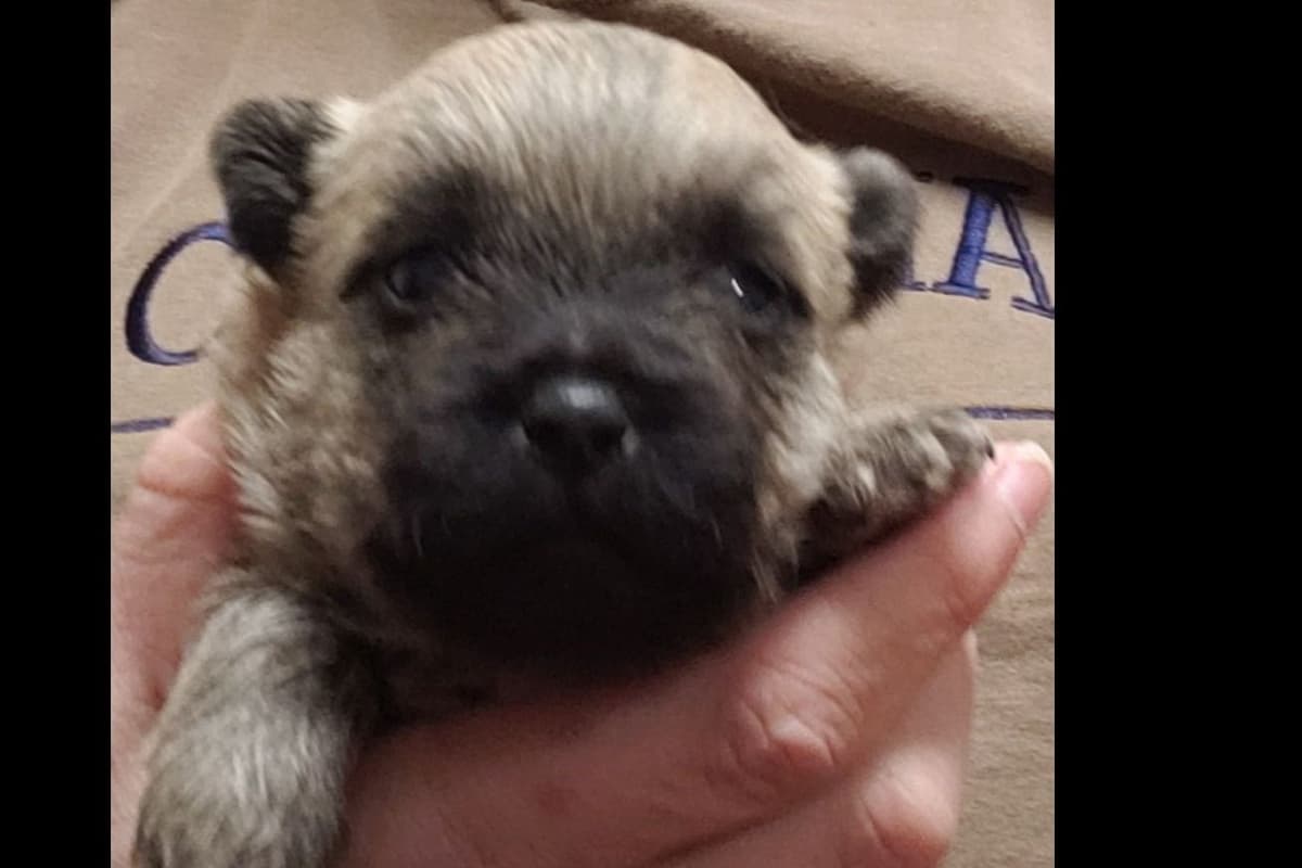 Cairn Terrier Puppies breeder image 10