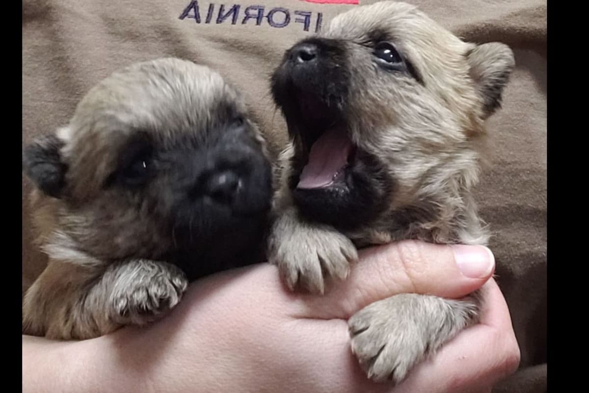 Cairn Terrier Puppies breeder image 1