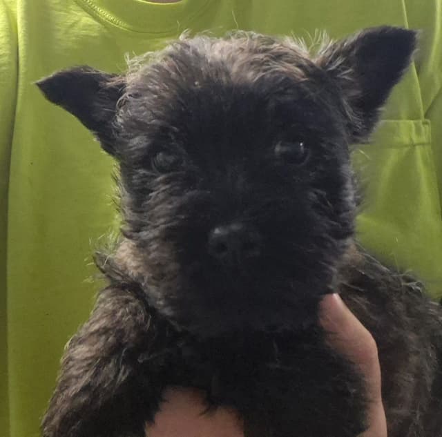 Cairn Terrier Puppies media 3