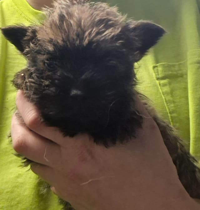 Cairn Terrier Puppies media 4