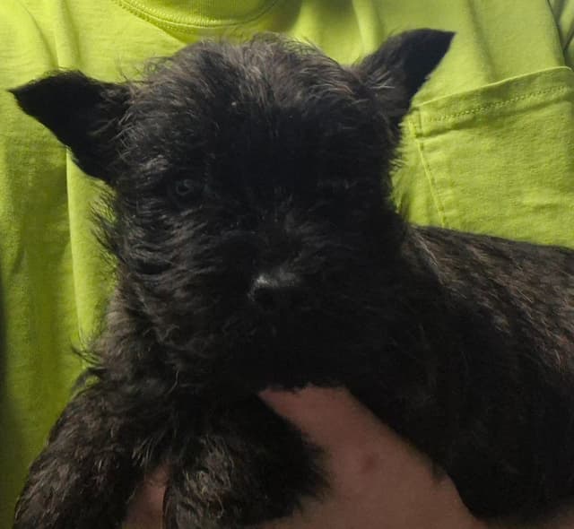 Cairn Terrier Puppies media 5
