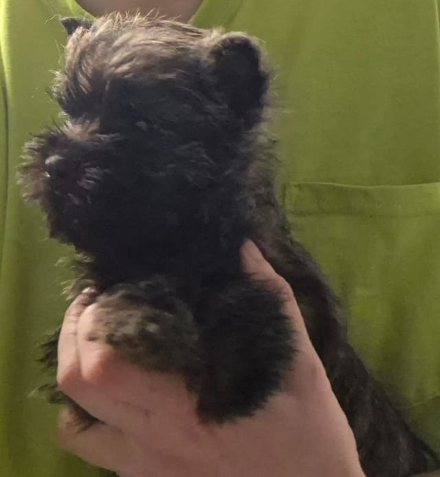 Cairn Terrier Puppies media 6