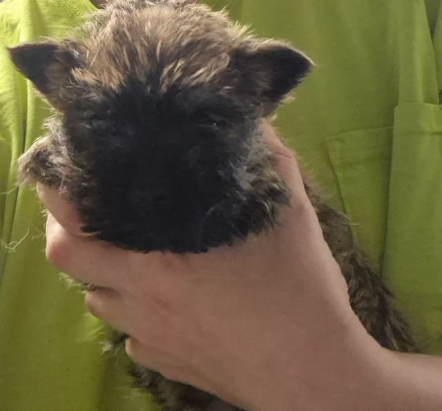 Cairn Terrier Puppies media 7