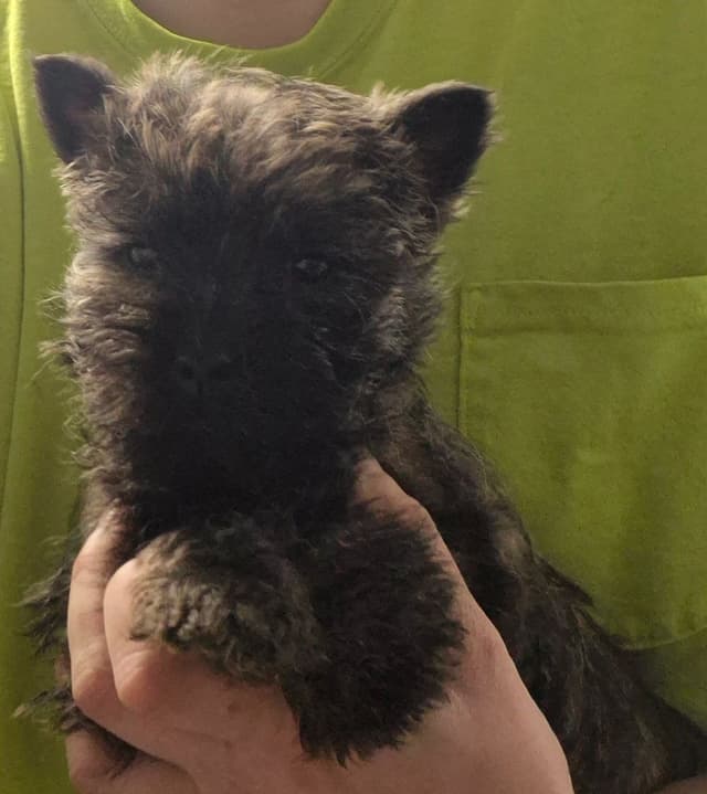 Cairn Terrier Puppies media 8