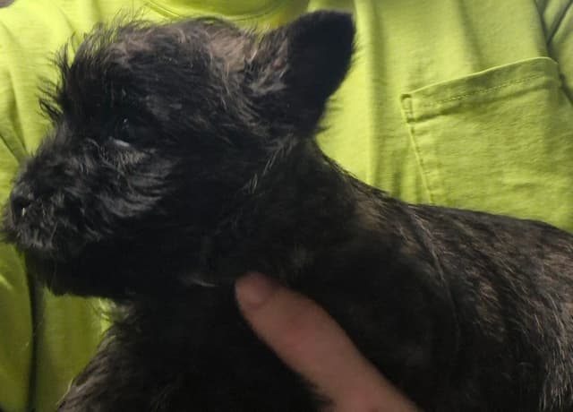 Cairn Terrier Puppies media 9