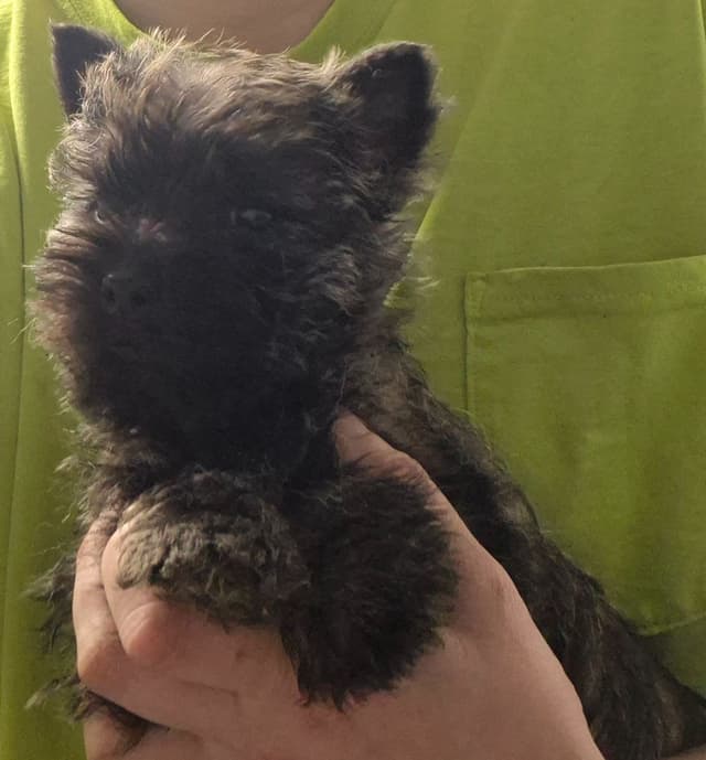 Cairn Terrier Puppies media 2