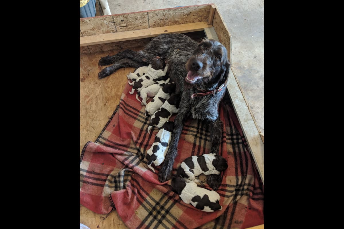 English Cocker Spaniel Puppies breeder image 1