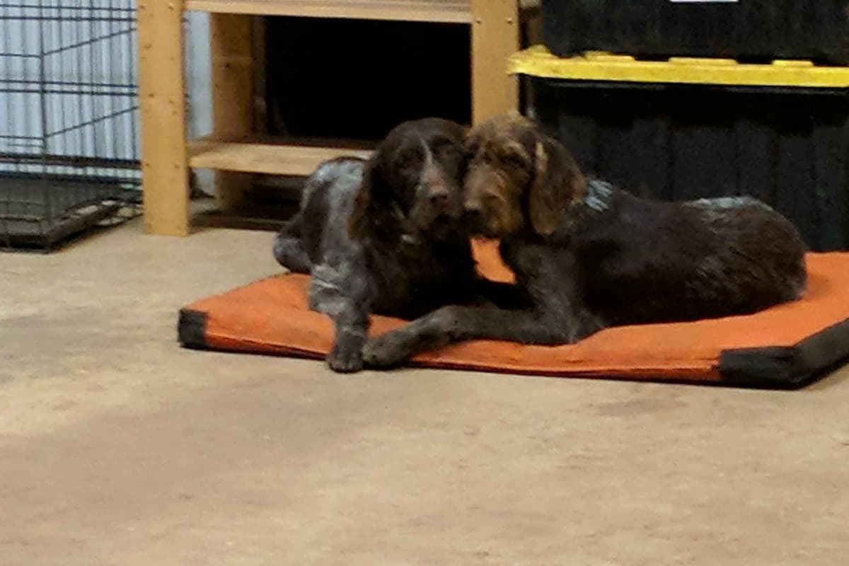 English Cocker Spaniel Puppies breeder image 4