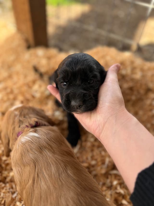 English Cocker Spaniel Puppies media 2