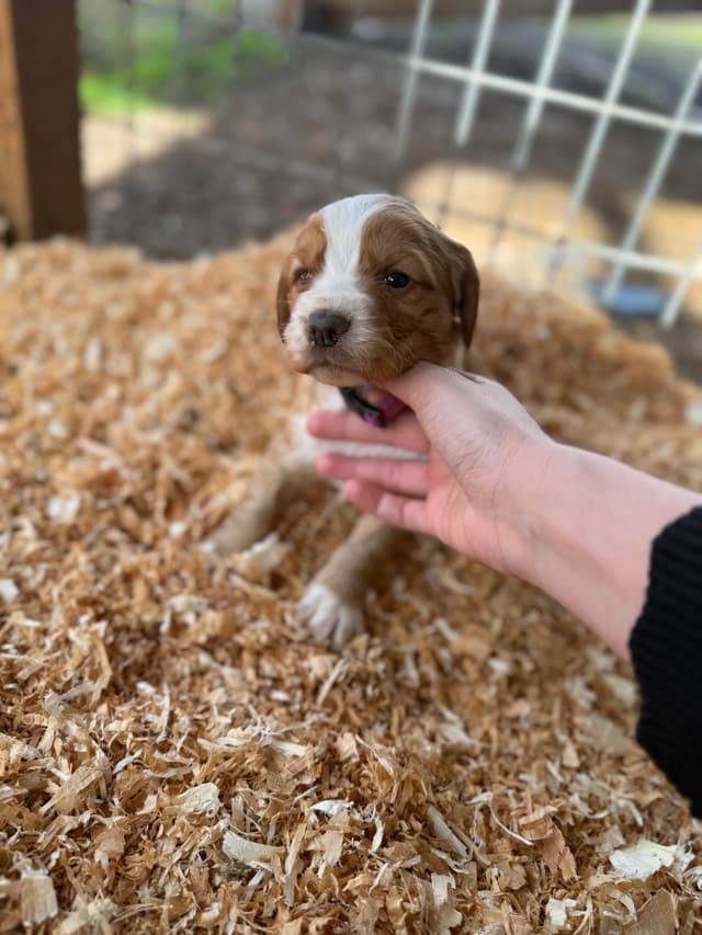 English Cocker Spaniel Puppies media 3