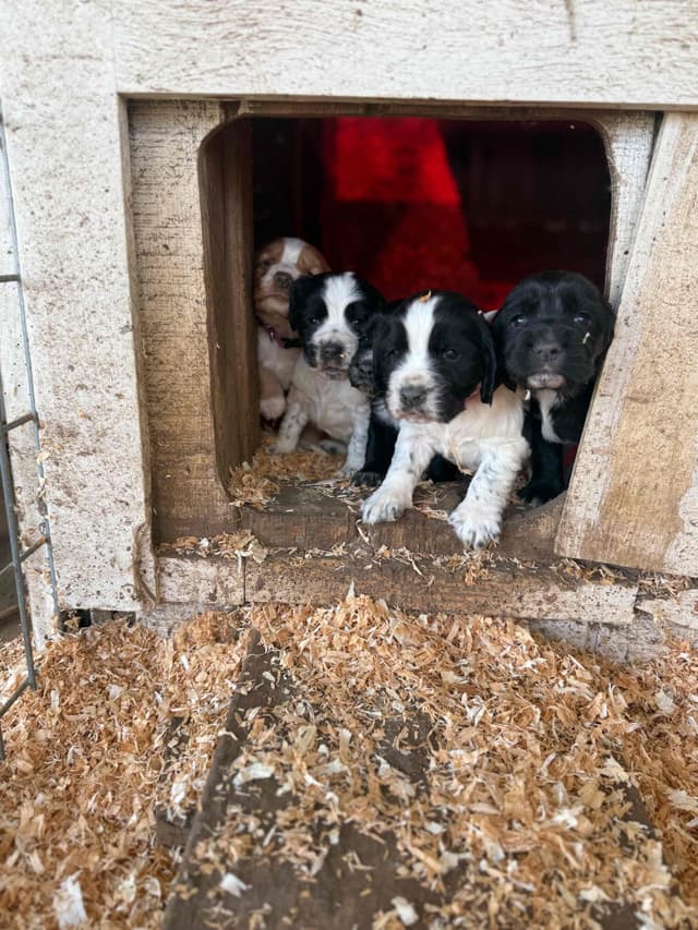 English Cocker Spaniel Puppies media 4