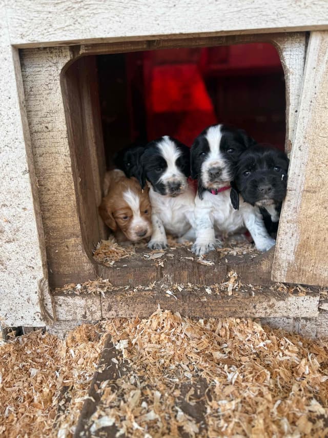 English Cocker Spaniel Puppies media 5