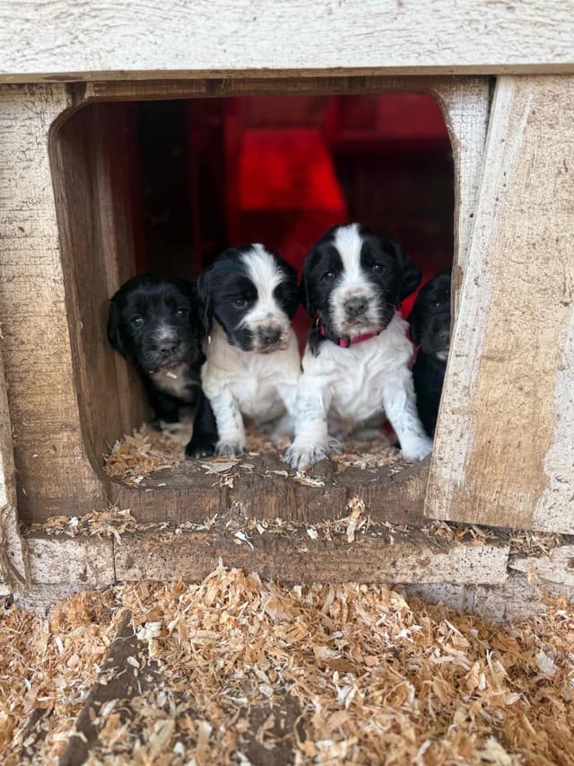 English Cocker Spaniel Puppies media 6