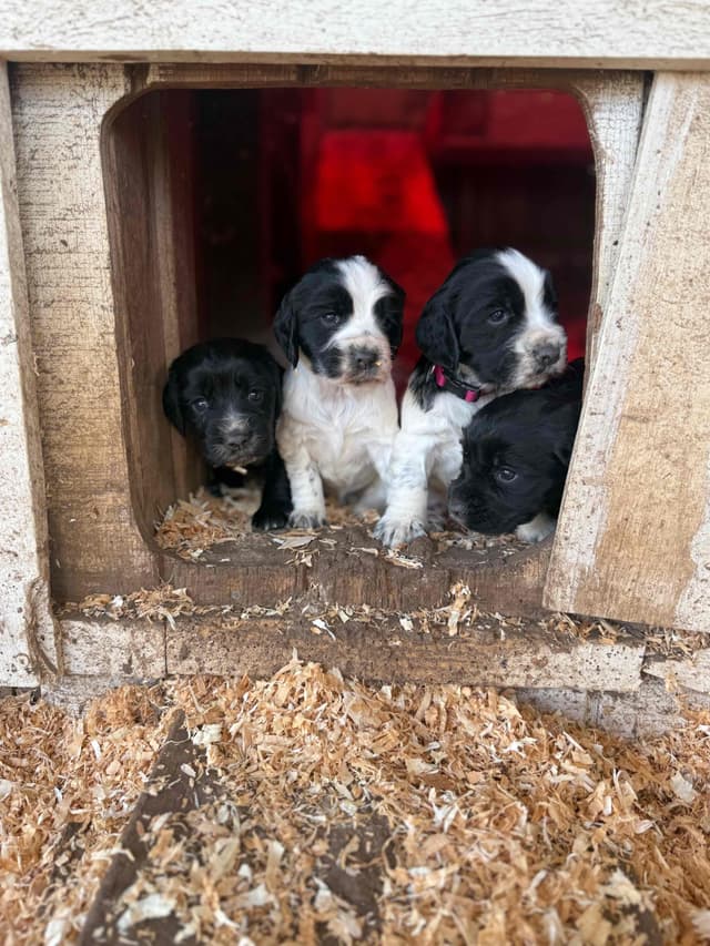 English Cocker Spaniel Puppies media 7