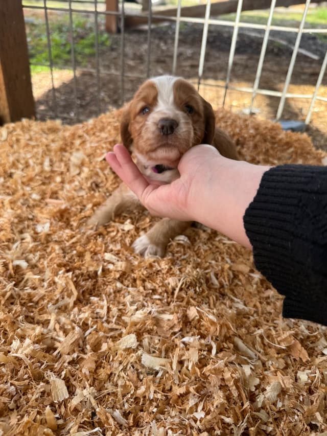 English Cocker Spaniel Puppies media 8