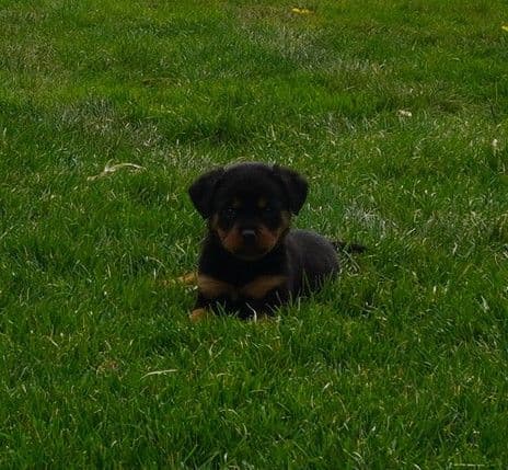 Grandview Rottweilers media 3
