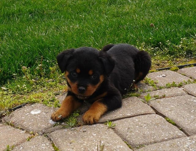 Grandview Rottweilers media 4