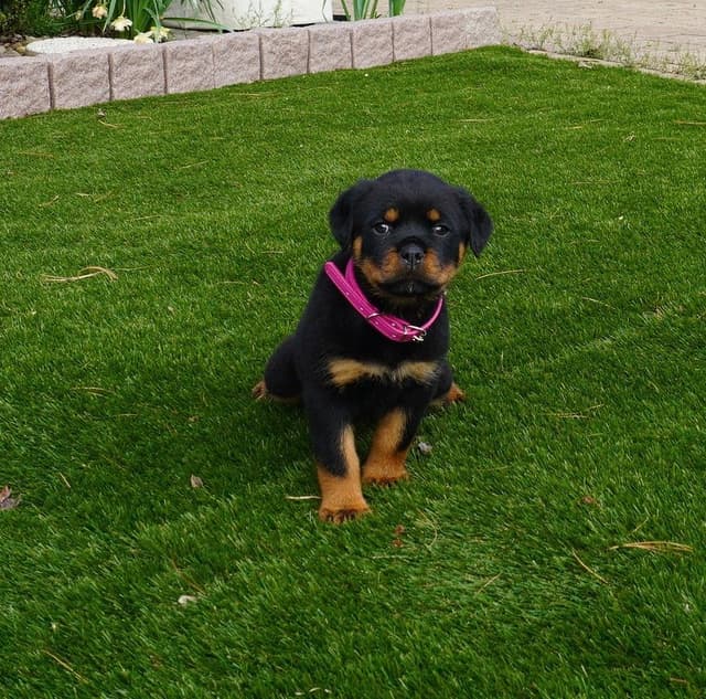 Grandview Rottweilers media 5