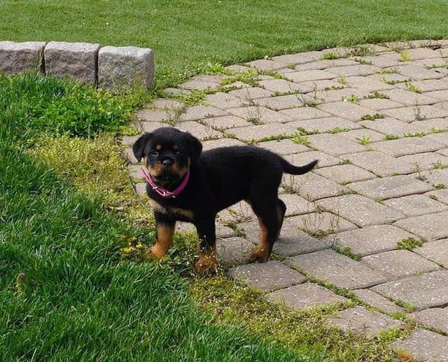 Grandview Rottweilers media 6